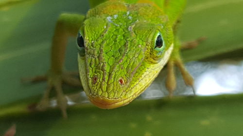 Close-up of insect on leaf