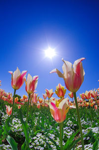 Close-up of pink flowers against blue sky