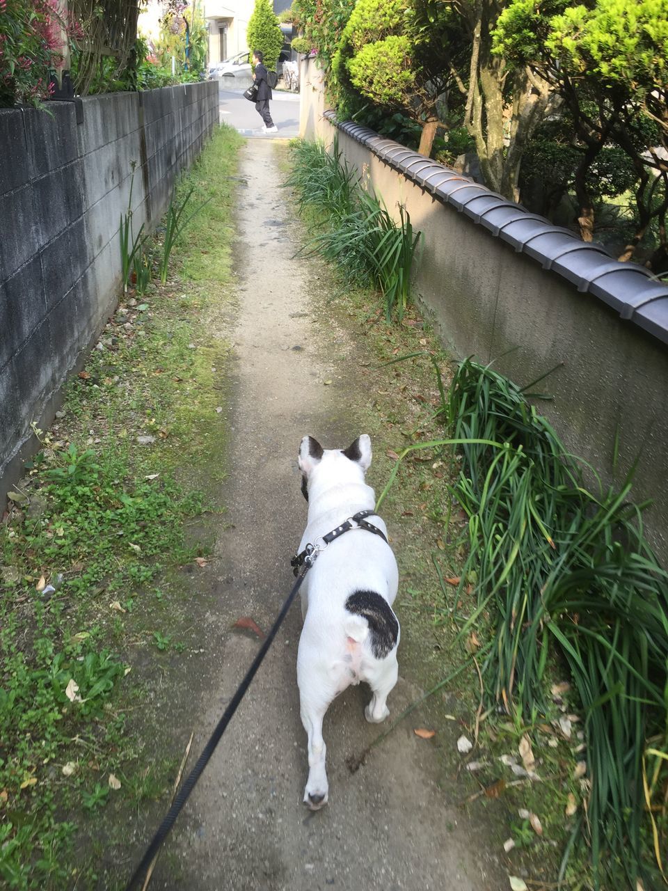 domestic animals, animal themes, pets, one animal, mammal, dog, plant, grass, full length, standing, outdoors, footpath, looking at camera, high angle view, day, pet leash, portrait, walking, the way forward, no people