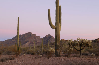 Cactus growing on field against clear sky