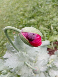 Close-up of red flower blooming outdoors