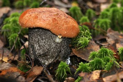 Close-up of mushroom growing on land