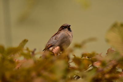 Close-up of bird perching on plant