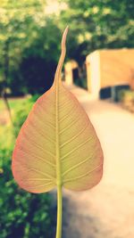 Close-up of leaf on plant during autumn