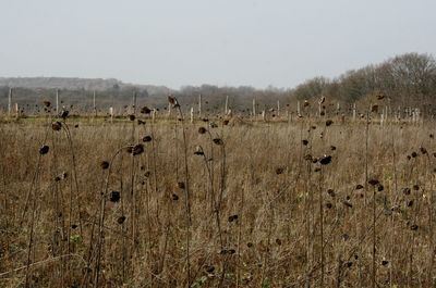 View of sheep on field against sky