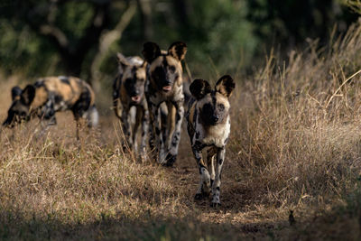 Side view of a dogs on field