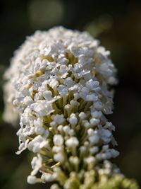 Close-up of white flowering plant