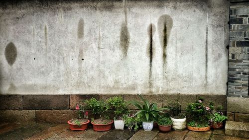 Potted plants on window