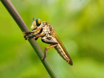 Close-up of insect on plant