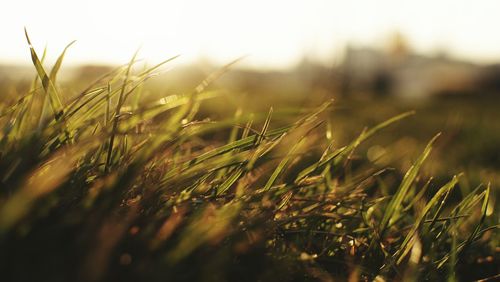 Close-up of crops growing on field against sky