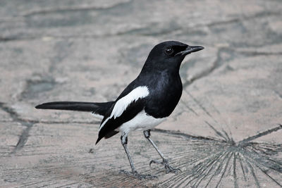 Close-up of bird perching outdoors