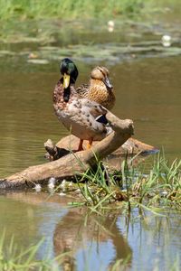 Ducks on a lake