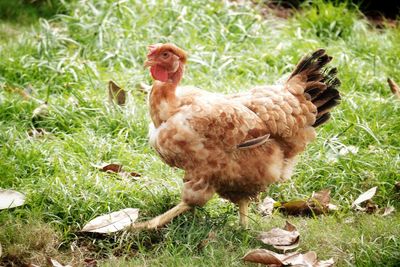 High angle view of rooster on field