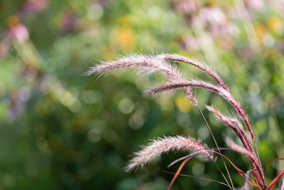 Close-up of pink flowering plant on field