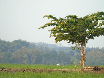 Tree on field against sky