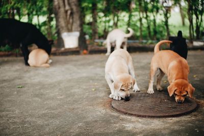 Dogs relaxing on a tree