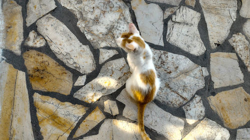 Cat on cobblestone