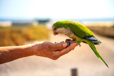 Cropped image of hand holding bird perching on leaf