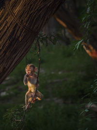 Close-up of monkey on tree swinging...