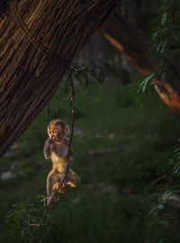 Close-up of monkey on tree