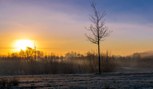 Bare trees on field against sky during sunset