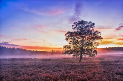 Tree on field against sky during sunrise