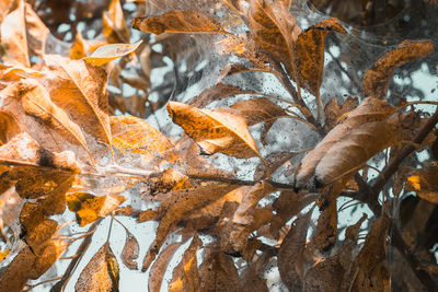 Close-up of snow covered leaves during autumn