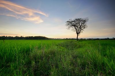 Scenic view of field against sky during sunset