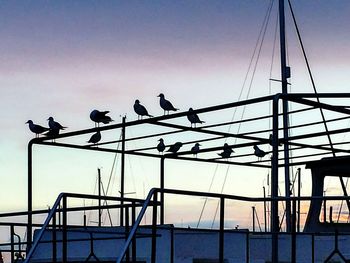 Low angle view of birds perching on power line