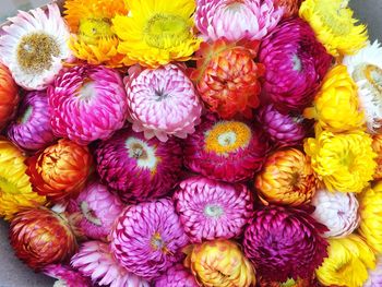 Full frame shot of multi colored flowers