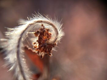 Close-up of flower against blurred background