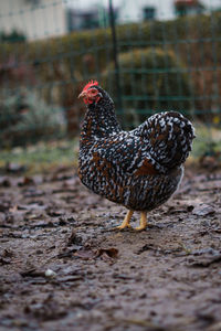 Close-up of rooster on land