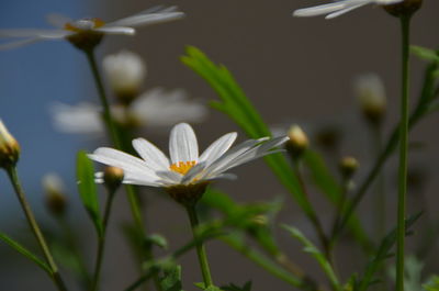 Close-up of white flowering plant