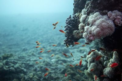 Close-up of fish swimming in sea