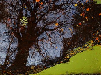 Tree by lake in forest