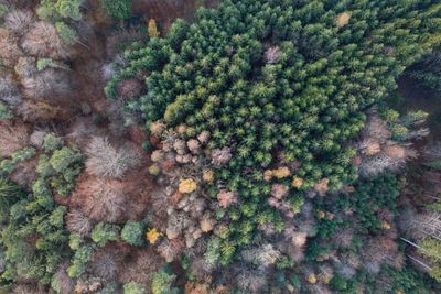 Full frame shot of trees growing in forest