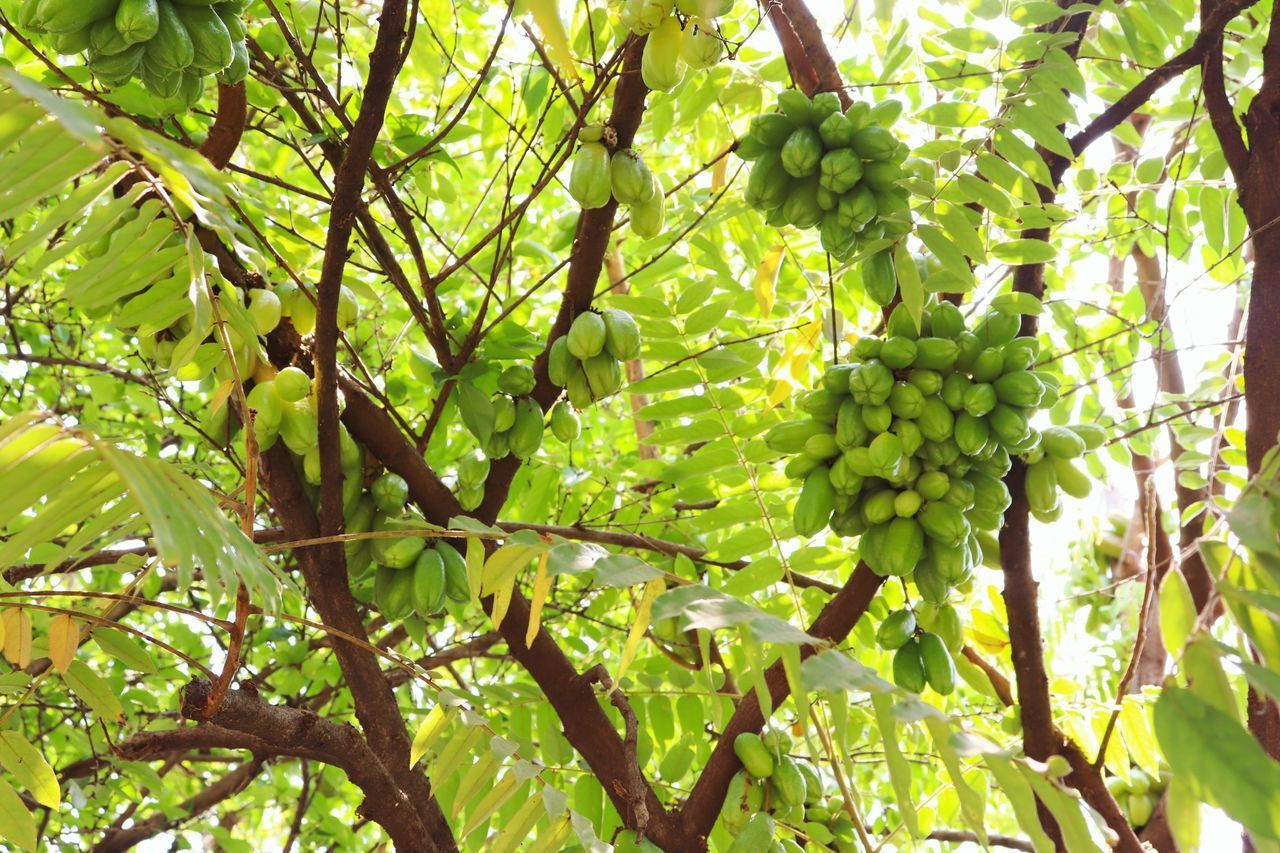 LOW ANGLE VIEW OF FRUIT TREE