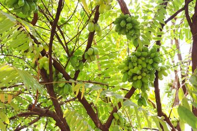 Low angle view of fruits hanging on tree