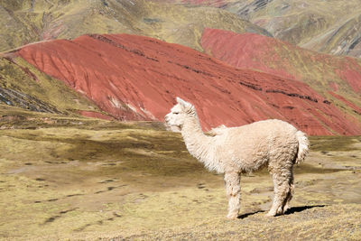 View of horse on land