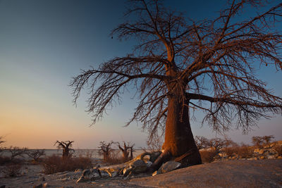 Bare tree on field against sky during sunset