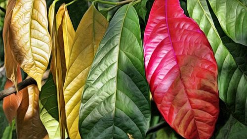 Close-up of leaves