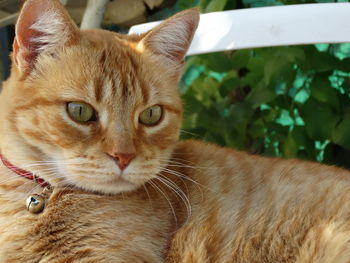 Close-up portrait of ginger cat