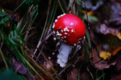 Close-up of fly agaric mushroom