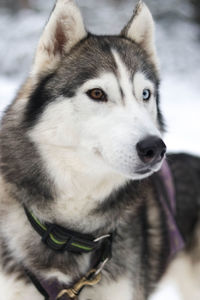 Close-up portrait of dog