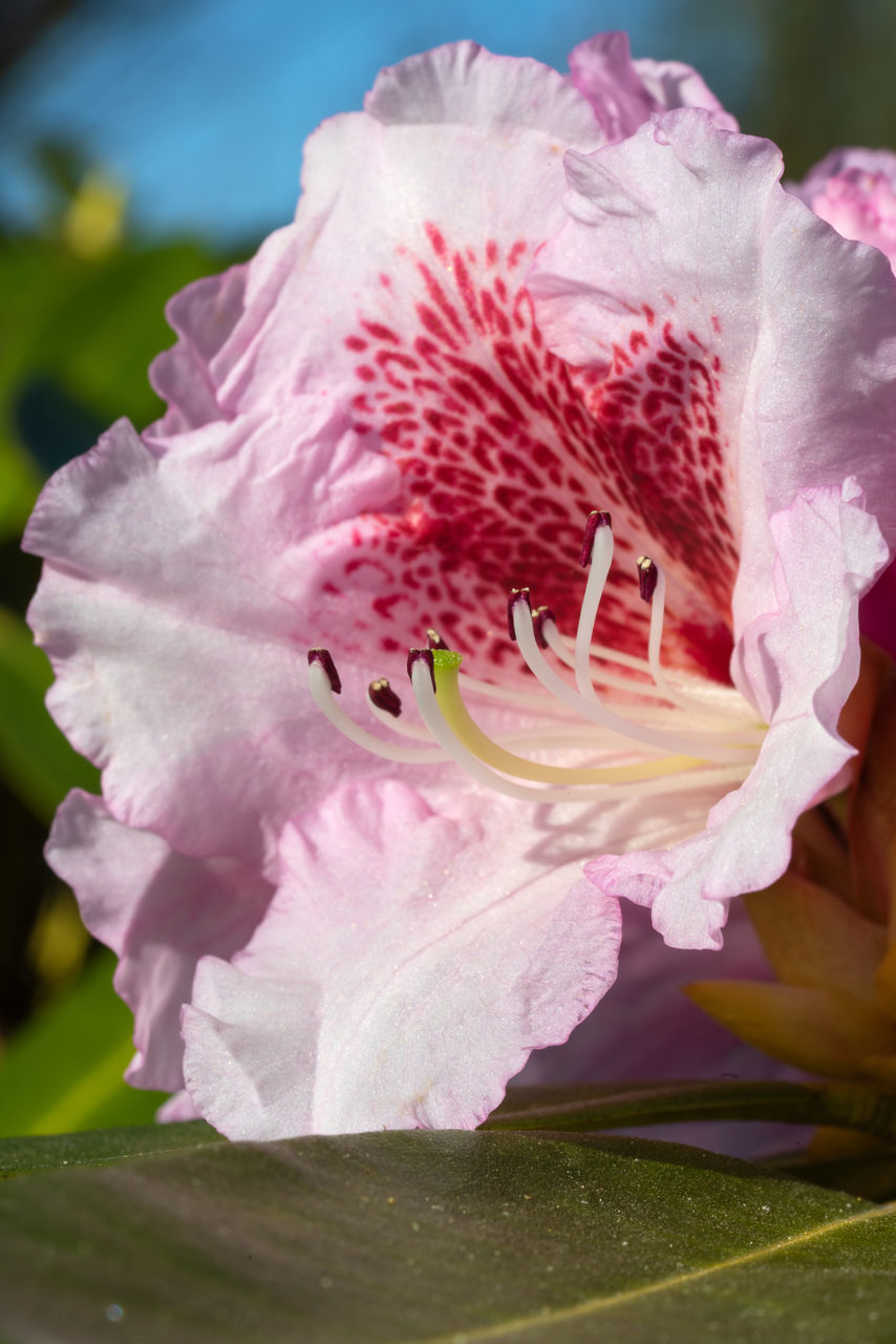 CLOSE-UP OF PINK ROSE FLOWER IN BLOOM