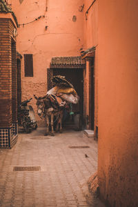 Dog standing outside building