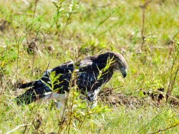 Bird perching on a field