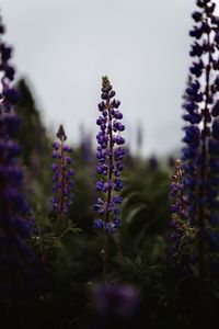 Close-up of purple flowering plants