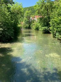 Scenic view of lake amidst trees in forest