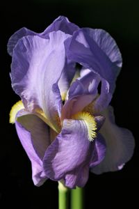 Close-up of passion flower blooming against black background